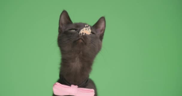 hongerig klein zwart katje met roze strikje, omhoog kijkend, tong uitstekend en doorzichtig glas likkend op groene achtergrond in studio - Video