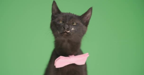 kíváncsi kis fekete macska rózsaszín csokornyakkendő, felnéz, kiálló nyelv és nyalás átlátszó üveg zöld háttér - Felvétel, videó
