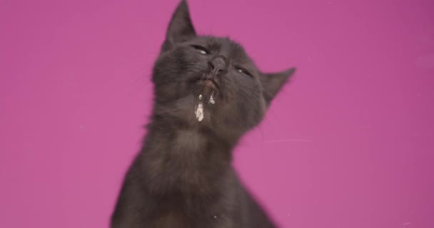 głodny uroczy czarny kot wystający z język i lizanie pleksi siedząc na różowym tle w studio - Materiał filmowy, wideo