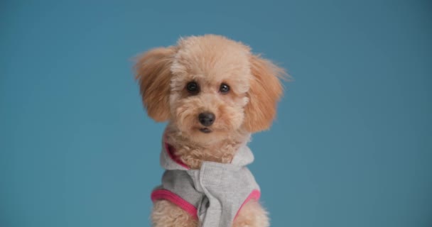 rozkošný malý pudl pes v bundě, sedí na modrém pozadí, pohybující se hlava a dívá se na stranu a lízání nosu ve studiu - Záběry, video