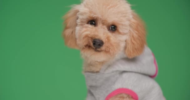 vista lateral do filhote de cachorro poodle pequeno bonito na jaqueta lambendo o nariz e furando a língua, olhando para baixo e lado e sentado no fundo verde no estúdio - Filmagem, Vídeo