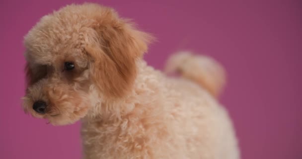 nieuwsgierige kleine poedel puppy op zoek naar kant, likken neus, zoeken en snuiven terwijl staan op roze achtergrond - Video