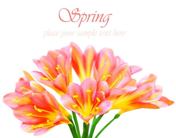 Fresh spring crocus flower - Фото, зображення