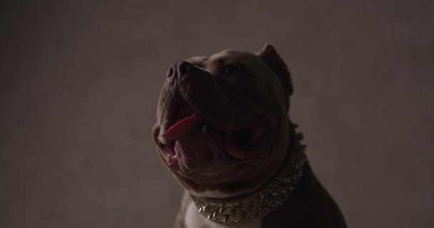 adorable americano bully perro sticking su lengua fuera a la cámara y usando un collar - Metraje, vídeo
