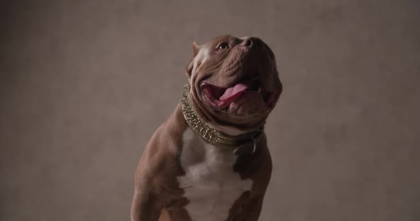 édes amerikai zsarnok kutya liheg és törődik az üzleti, visel póráz - Felvétel, videó