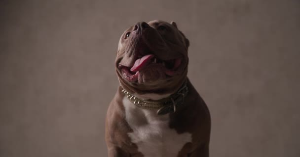 słodkie amerykański tyran pies po prostu siedzi i dysząc w smyczy - Materiał filmowy, wideo