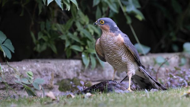 A Sparrowhawk on grass with its prey - Photo, Image