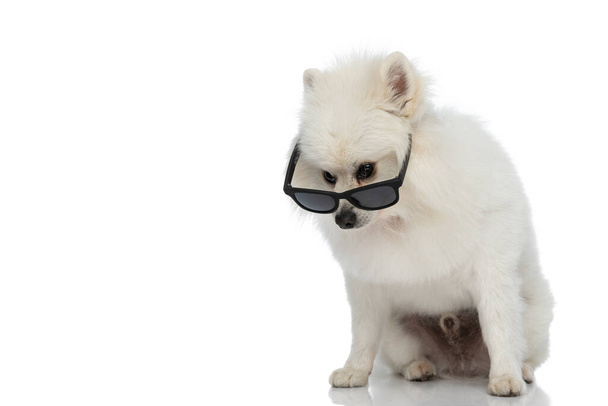 cool pomeranian pies patrząc na jego okulary przeciwsłoneczne z nastawieniem na białym tle studio - Zdjęcie, obraz