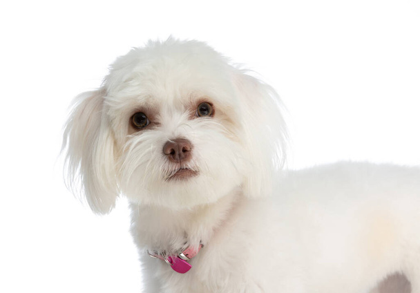 retrato de hermoso perrito bichon con cuello rosa y de pie aislado sobre fondo blanco en el estudio - Foto, Imagen