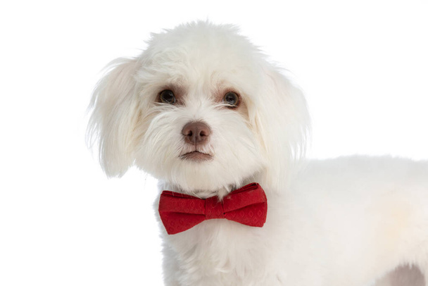 adorable little bichon puppy wearing red bowtie around neck and standing isolated on white background in studio - Foto, Imagem