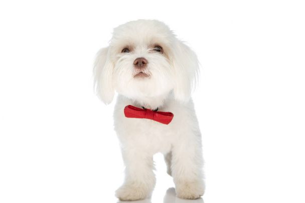 lovely bichon puppy wearing red bowtie and looking up while standing isolated on white background in studio - Φωτογραφία, εικόνα