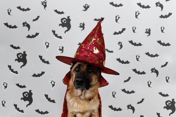 Minimalistische Halloween spandoek met hond in heksenkostuum en zwarte geesten en vleermuizen op witte achtergrond. Duitse herder in tovenaars of tovenaars hoed. - Foto, afbeelding