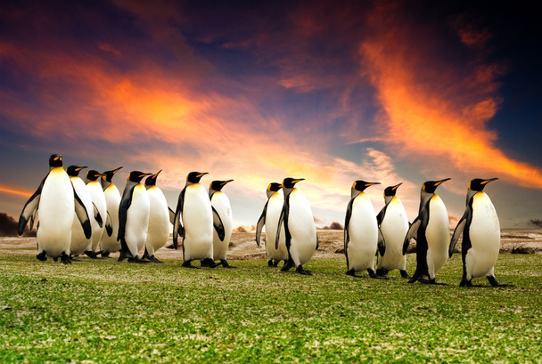 Mart Penguins - Fotoğraf, Görsel