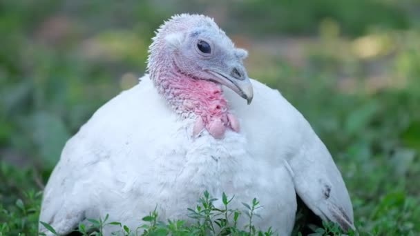 Krocan s bílým peřím a červeným zobákem se dívá do kamery - Záběry, video