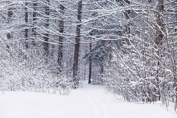 Paesaggio forestale invernale. Alberi alti sotto il manto di neve. Gennaio giornata gelida nel parco. - Foto, immagini