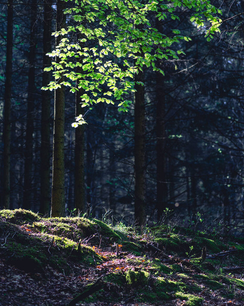Vesiputous Bayehonista, Belgia Ardennes, metsä - Valokuva, kuva
