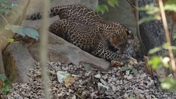 Sri Lankalı leopar yavrusu, Panthera pardus kotiya - Video, Çekim