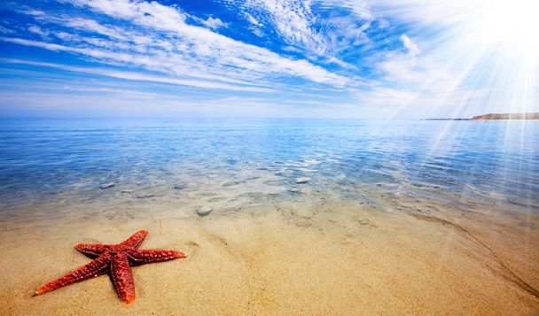 Paraíso estrella de mar
 - Foto, imagen