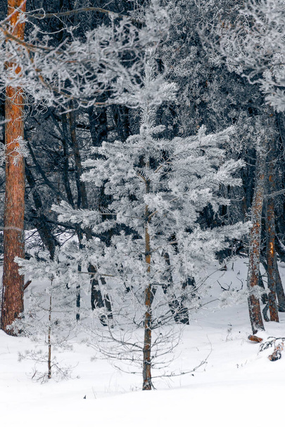 A vertical shot of the beautiful winter forest. Winter background. - Foto, afbeelding