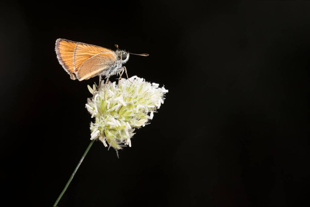 Päivä perhonen kyydissä kukka, hymelicus lineola - Valokuva, kuva