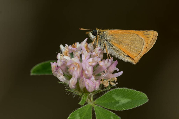 Day butterfly perched on flower, hymelicus lineola - Photo, Image