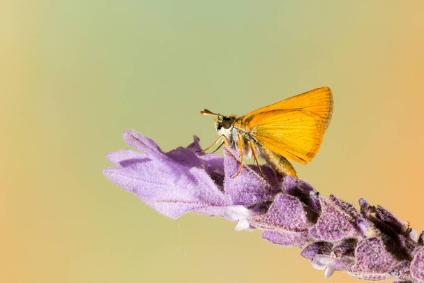 Päivä perhonen kyydissä kukka, Thymelicus sylvestris - Valokuva, kuva