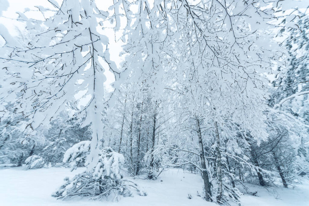La splendida vista sulla foresta invernale. Sfondo invernale. - Foto, immagini