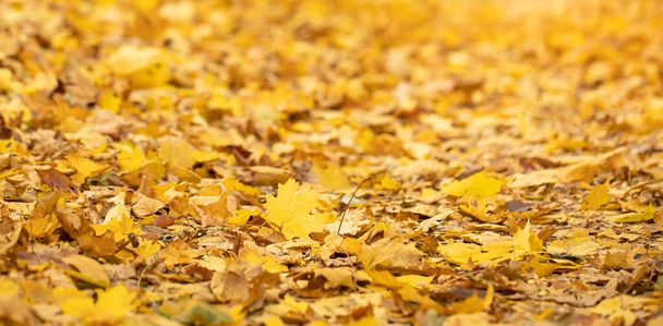 Herbst Hintergrund von abgefallenen Blättern im Wald. - Foto, Bild