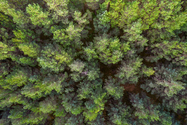 Directly above full frame shot of forest in autumn - Foto, immagini