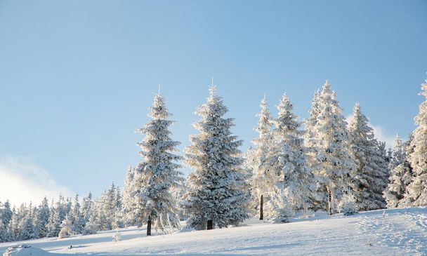 amazing winter landscape with snowy fir trees - Fotó, kép