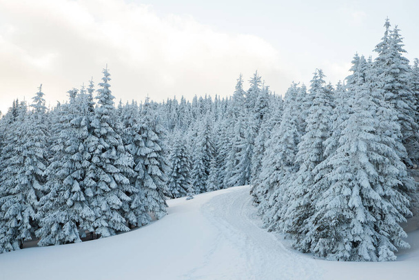 geweldig winterlandschap met besneeuwde dennenbomen - Foto, afbeelding
