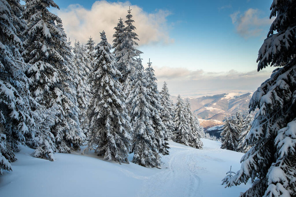 amazing winter landscape with snowy fir trees - Photo, Image