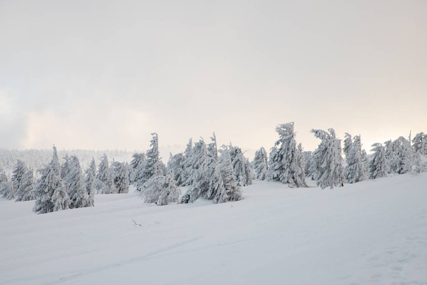 雪のモミの木と素晴らしい冬の風景 - 写真・画像