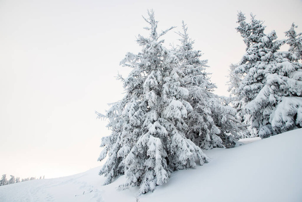 increíble paisaje de invierno con abetos nevados - Foto, Imagen