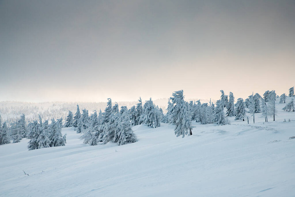 amazing winter landscape with snowy fir trees - Foto, afbeelding