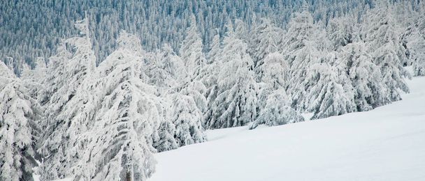 amazing winter landscape with snowy fir trees - Photo, image