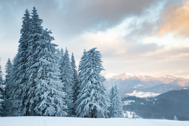 niesamowity zimowy krajobraz ze śnieżnymi jodłami - Zdjęcie, obraz