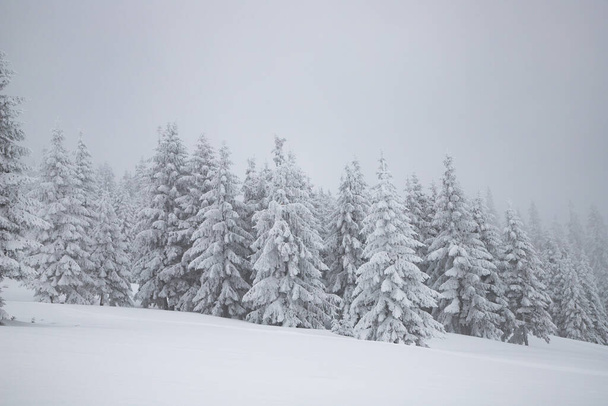 magic winter landscape with snowy fir trees - Foto, Imagem