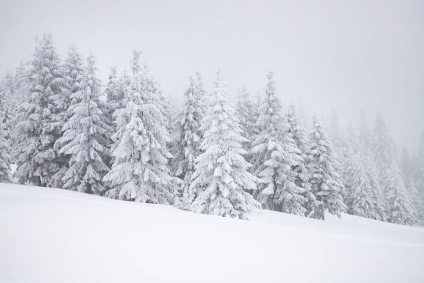 paisagem mágica de inverno com abetos nevados - Foto, Imagem