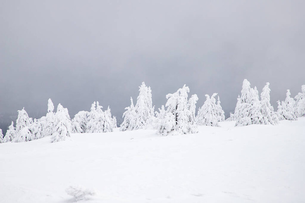 雪のモミの木と魔法の冬の風景 - 写真・画像