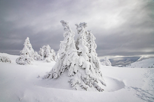 mágikus téli táj havas fenyő fák - Fotó, kép