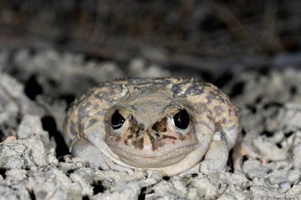 Common toad or European toad, a species of frog in the Bufonidae family. - Photo, Image