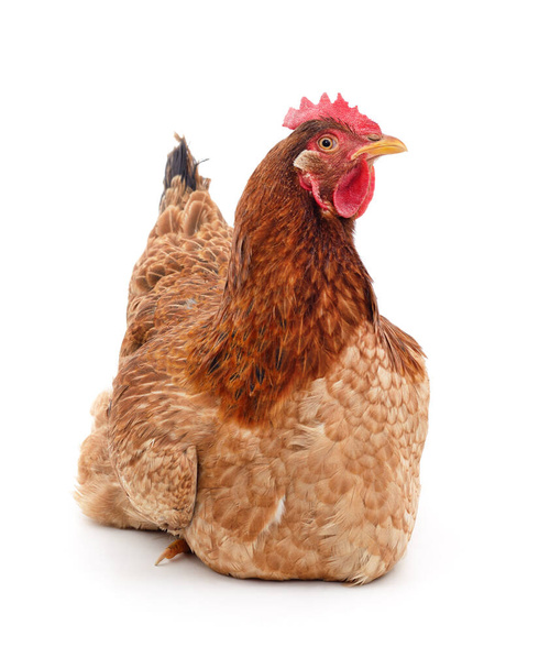 Un poulet brun assis isolé sur un fond blanc. - Photo, image