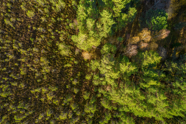 Directamente por encima de la imagen completa del bosque en otoño - Foto, imagen