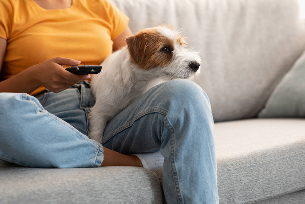 Γλυκό σκυλί jack russel βλέποντας τηλεόραση με τη γυναίκα ιδιοκτήτη του - Φωτογραφία, εικόνα