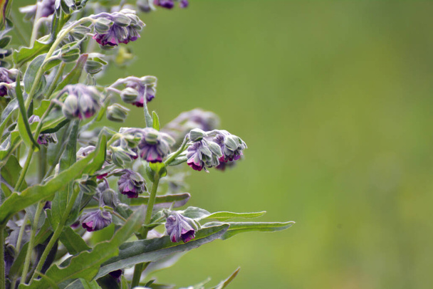 In the wild, Cynoglossum officinale blooms among grasses - Photo, Image