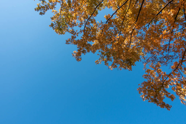A low angle shot of an autumn tree with the clear skies in the background - Valokuva, kuva