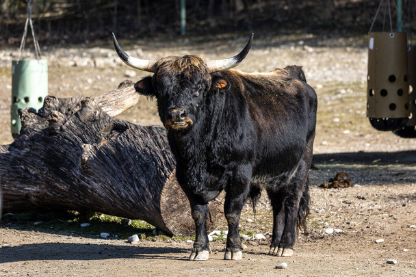 ヘック牛、ボスprimigenius taurusは絶滅したオーロックに似ていると主張した。ドイツの公園で見られる - 写真・画像