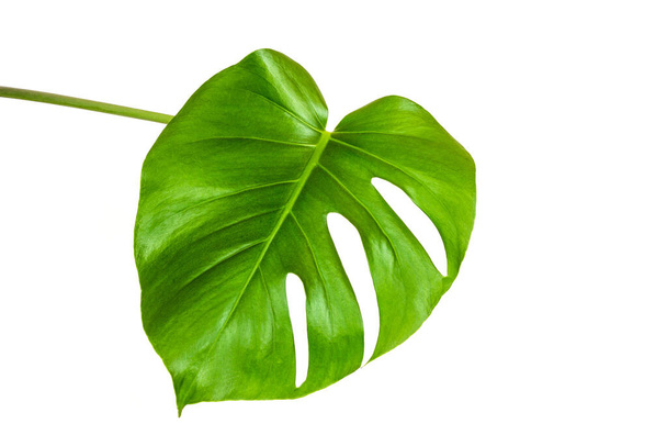 green leaf of a tropical monstera plant isolated on a white background - Photo, Image