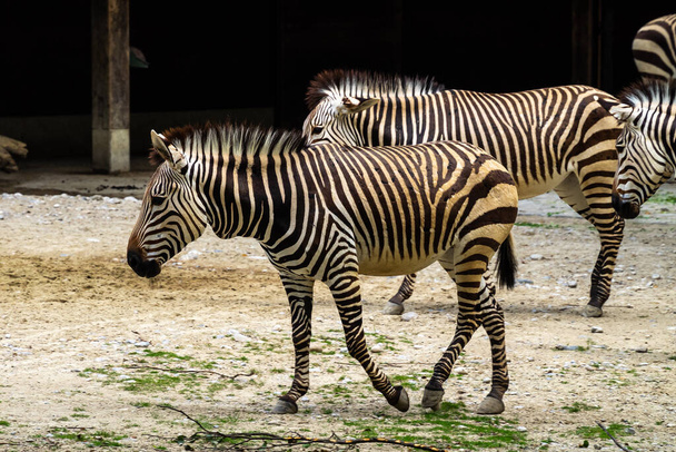 La zebra di montagna dell'Hartmann, Equus zebra hartmannae è una sottospecie della zebra di montagna che si trova nell'estremo sud-ovest dell'Angola e nella Namibia occidentale.. - Foto, immagini